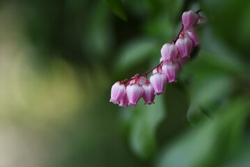 Japanese andromeda ( Pieris japonica ) flowers.
Ericaceae evergreen shrub. Blooms from March to May...