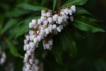 Japanese andromeda ( Pieris japonica ) flowers.
Ericaceae evergreen shrub. Blooms from March to May with many white or pink bell-shaped flowers. Berries and leaves are poisonous.