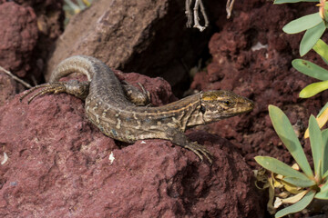 Lagarto tizón, Gallotia gallotia. Fotografiado en Tenerife, Islas Canarias.