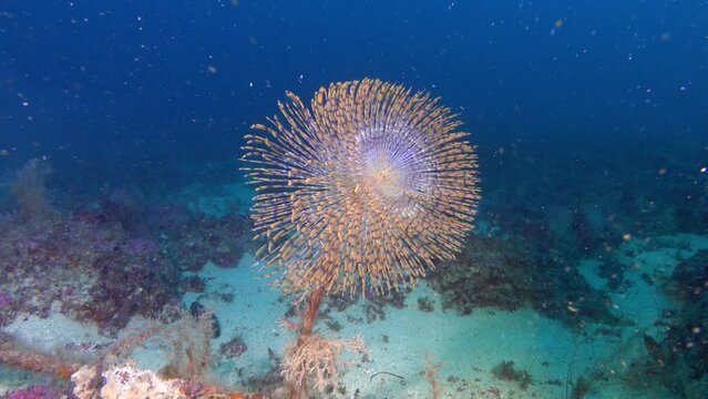 Marine life - Sea worm -spirograph- in a deep underwater scene