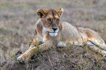 Wild lioness in the Serengeti National Park in the heart of Africa