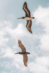 Pelicans