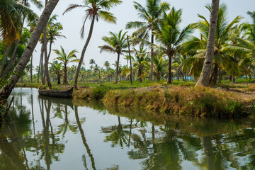 Fototapeta na wymiar Palm trees on an island in Kerala, India
