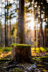 tree trunk with moss in spring