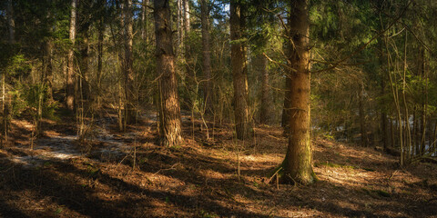 deep pine forest in warm spring light