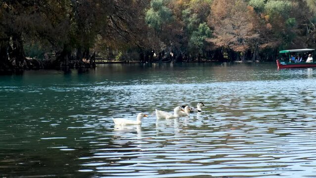 Ducks swimming in the Lake of Camecuaro, Michoacan, Mexico