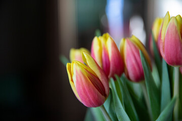 Naklejka premium tulips in the garden