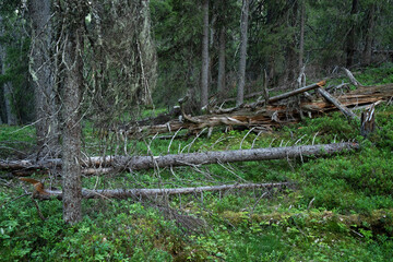 Obraz premium A primeval taiga forest with some dead wood on the ground in Konttainen near Kuusamo, Northern Finland