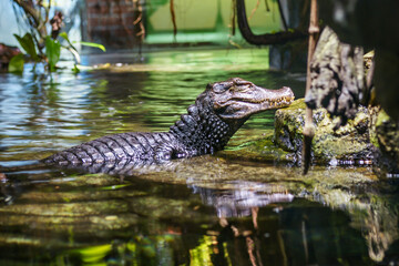 Crocodile 