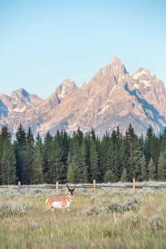 Pronghorn By Fence In Tetons