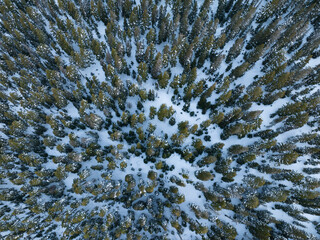 A healthy forest of Douglas fir trees grows in the Mount Hood National Forest in Oregon. This part of the Pacific Northwest is known for its vast natural resources, especially forests.