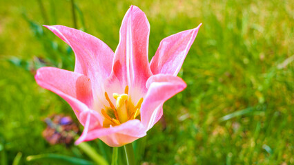 CLOSE UP, DOF Gorgeous blooming pink tulip flower with visible pistil and stamen