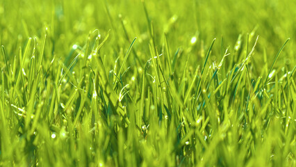 DOF, CLOSE UP: Shiny raindrops on lushly growing garden grass on a sunny day