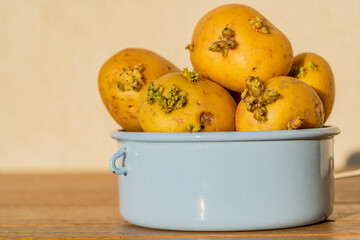 Close up of sprouted potatos in blue enamel pot in sunset light. Germinating vegetables, moldy and stale potatoes, bad stored food ingredients