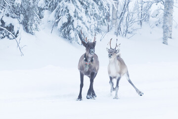 Two Domestic reindeers running towards on a snowy winter day near Kuusamo, Northern Finland