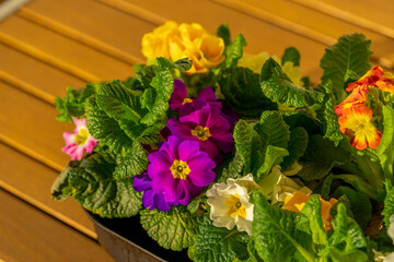 various primrose flowers in old vintage baking plate in the garden in spring, many colourful primula flowers in sunset light