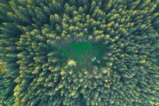 AERIAL TOP DOWN Spruce crowns shine in golden light and surround forest clearing