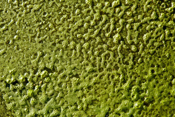 Detail of puddle covered in greenish slime