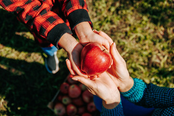 A young child's hands delicately pluck a ripe red apple from a tree in the orchard. A kid's hands...