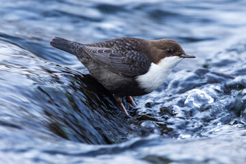 White-throated dipper, Cinclus cinclus standing in the middle of rapids near Kuusamo, Northern Finland	
