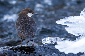 Close-up of a watchful White-throated dipper standing in the middle of rapids near Kuusamo, Northern Finland	