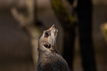 Erdmännchen an einem sonnigen Tag in einem Zoo