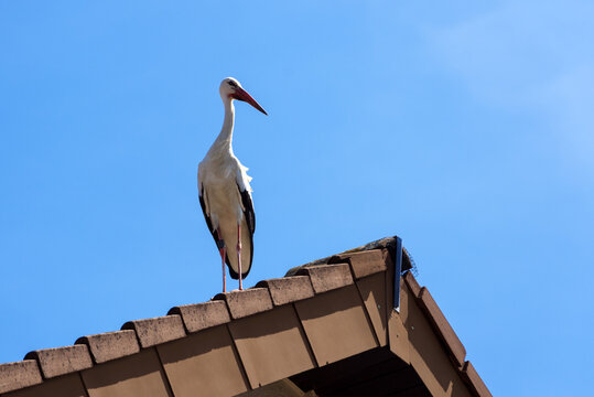 Stork stands on roof on blue sky background, white bird in city