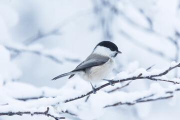 Small WIllow tit standing on a branch in wintry Finland, Northern Europe	