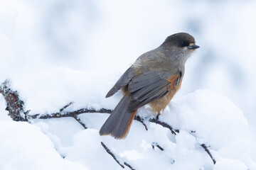 A close-up of a Siberian jay perched on a really snowy branch in a wintry taiga forest near Kuusamo, Northern Finland.	