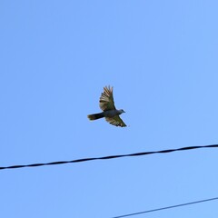 bird in the sky