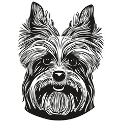 Yorkshire Terrier dog hand drawn vector line art drawing black and white logo pets illustration