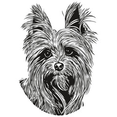 Yorkshire Terrier dog hand drawn vector logo drawing black and white line art pets illustration