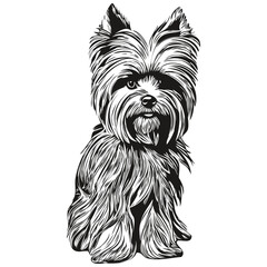 Yorkshire Terrier dog line art hand drawing vector logo black and white pets illustration