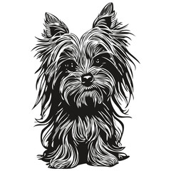 Yorkshire Terrier dog logo hand drawn line art vector drawing black and white pets illustration