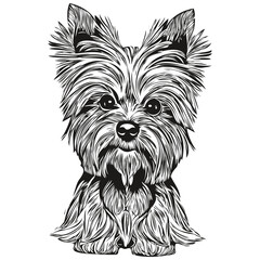 Yorkshire Terrier dog vector illustration, hand drawn line art pets logo black and white