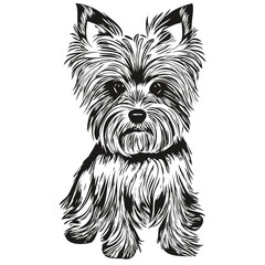 Yorkshire Terrier dog vector illustration, hand drawn line art pets logo black and white