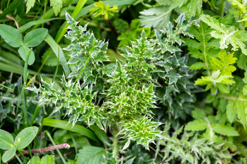 Nodding thistle (Carduus nutans) green spiny leaves close-up view in Khvamli Mountain range in...