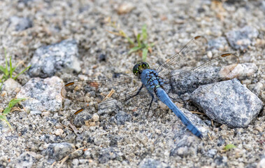 blue winged dragonfly