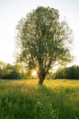 Obraz premium Last sunrays behind a lonely tree on a meadow during a warm summer evening in Estonia, Northern Europe