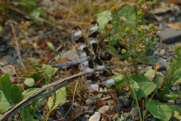 black and white winged dragonfly