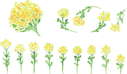 水彩画。水彩タッチの菜の花ベクターイラスト。春の菜の花リアルタッチ挿絵フレーム。Watercolor painting. Watercolor touch rape blossoms vector illustration. Spring rape blossoms realistic touch illustration frame.