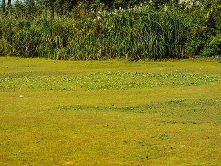 Pond or lake covered with green duckweed carpets. Polluted dirty standing water. Ecological problem, debris floating on river swamp in the city. Environmental pollution concept.
