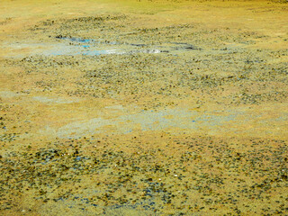 Pond or lake covered with green duckweed carpets. Polluted dirty standing water. Ecological problem, debris floating on river swamp in the city. Environmental pollution concept.

