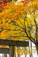 日本　京都府京都市の圓光寺にある東照宮の鳥居と紅葉