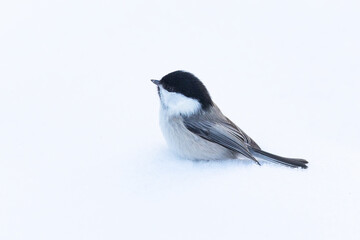 Small WIllow tit standing on snow in wintry Finland, Northern Europe