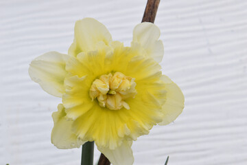 Ice king Daffodil Mandala 03