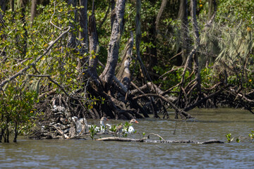 Ducks swimming on the banks of the mangrove camouflaged in the vegetation.