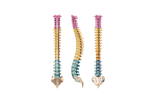 Human spine or spinal column with colored vertebrae isolated on white background 3D rendering illustration. Anterior, lateral and posterior views. Anatomy, medical diagram, osteology, science concept.