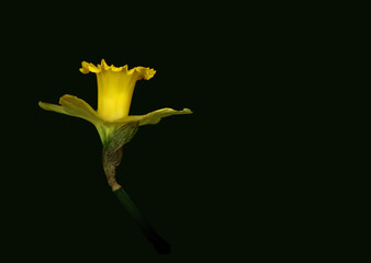 yellow daffodil on black background room for text