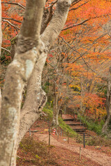 Obraz premium 日本 京都府京都市にある八瀬もみじの小径の紅葉